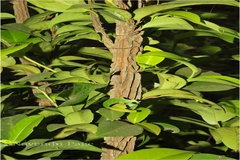 Dimorphocalyx glabellus